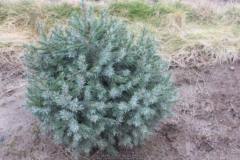 Picea breweriana 'Wustemeyer' Brewer's Weeping Spruce