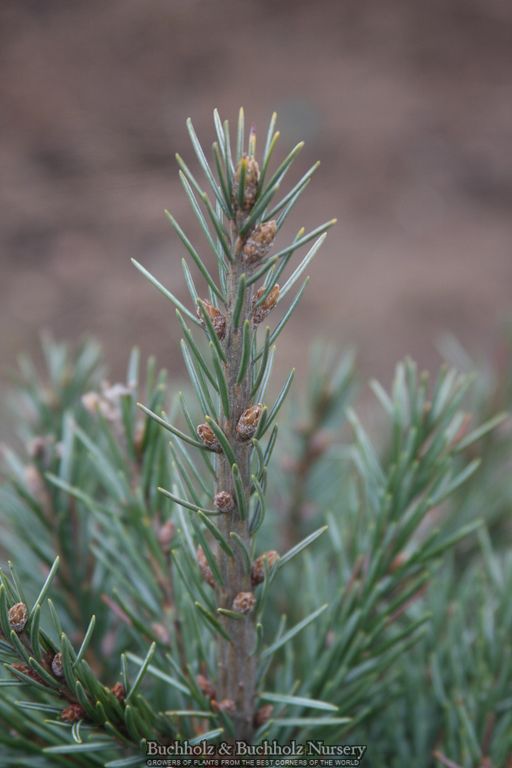 Picea breweriana 'Wustemeyer' Brewer's Weeping Spruce