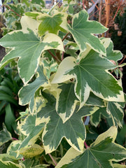 X Fatshedera lizei 'Angyo Star' Hybrid Aralia Tree Ivy - Mr Maple │ Buy Japanese Maple Trees