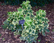 X Fatshedera lizei 'Angyo Star' Hybrid Aralia Tree Ivy - Mr Maple │ Buy Japanese Maple Trees