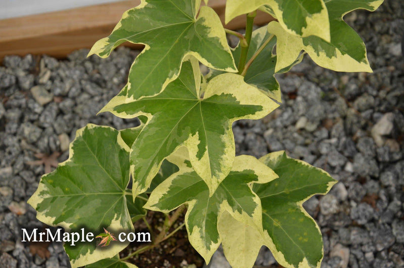 X Fatshedera lizei 'Angyo Star' Hybrid Aralia Tree Ivy - Mr Maple │ Buy Japanese Maple Trees