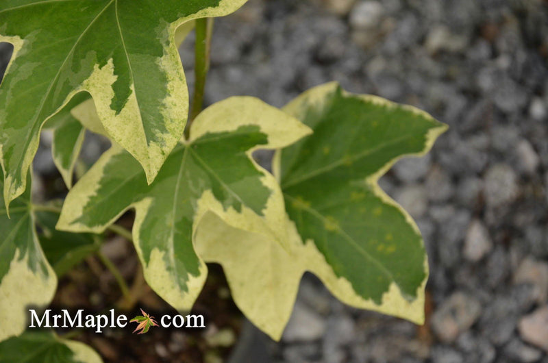 X Fatshedera lizei 'Angyo Star' Hybrid Aralia Tree Ivy - Mr Maple │ Buy Japanese Maple Trees