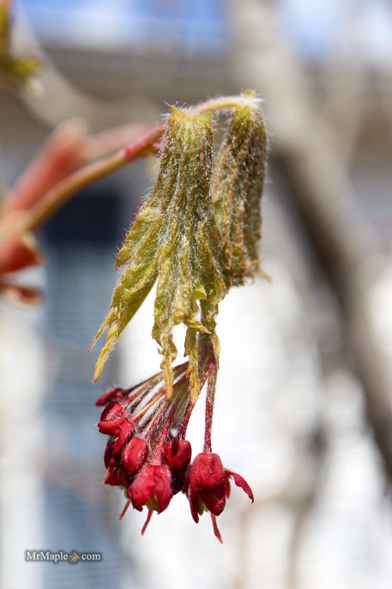 Acer japonicum 'Yama kage' Mountain Shadows Full Moon Japanese Maple