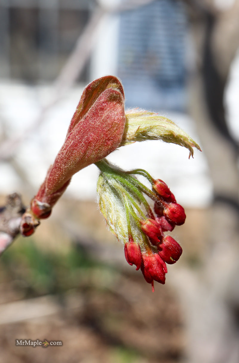 Acer japonicum 'Yama kage' Mountain Shadows Full Moon Japanese Maple