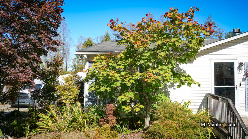 Acer japonicum 'Yama kage' Mountain Shadows Full Moon Japanese Maple