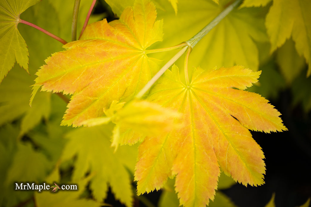 Acer shirasawanum 'Yellow Canary' Golden Full Moon Japanese Maple