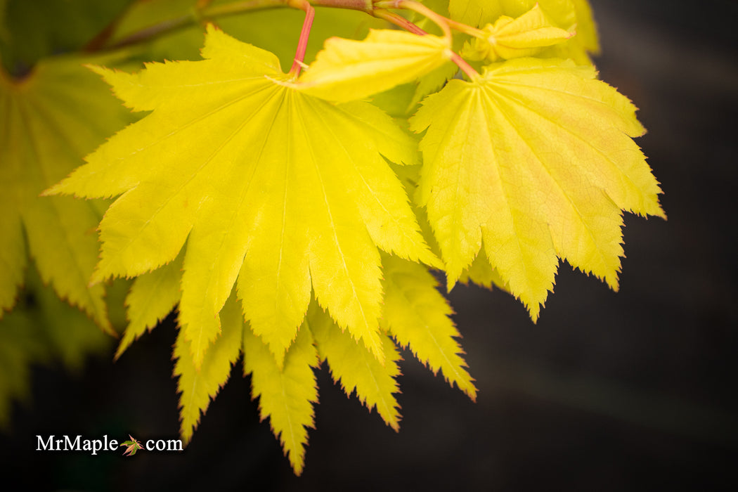 Acer shirasawanum 'Yellow Canary' Golden Full Moon Japanese Maple