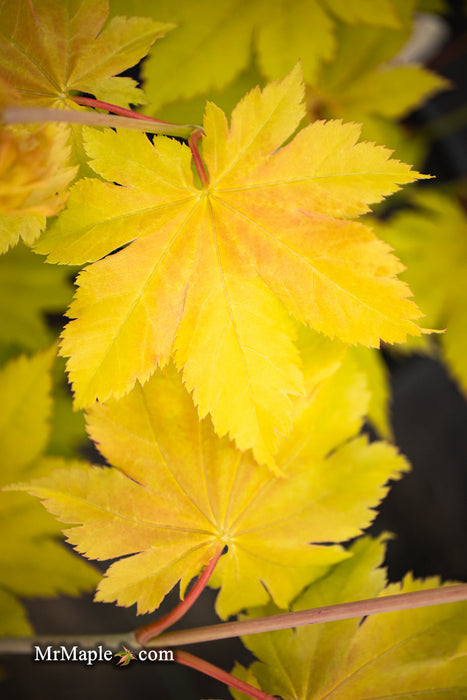 Acer shirasawanum 'Yellow Canary' Golden Full Moon Japanese Maple