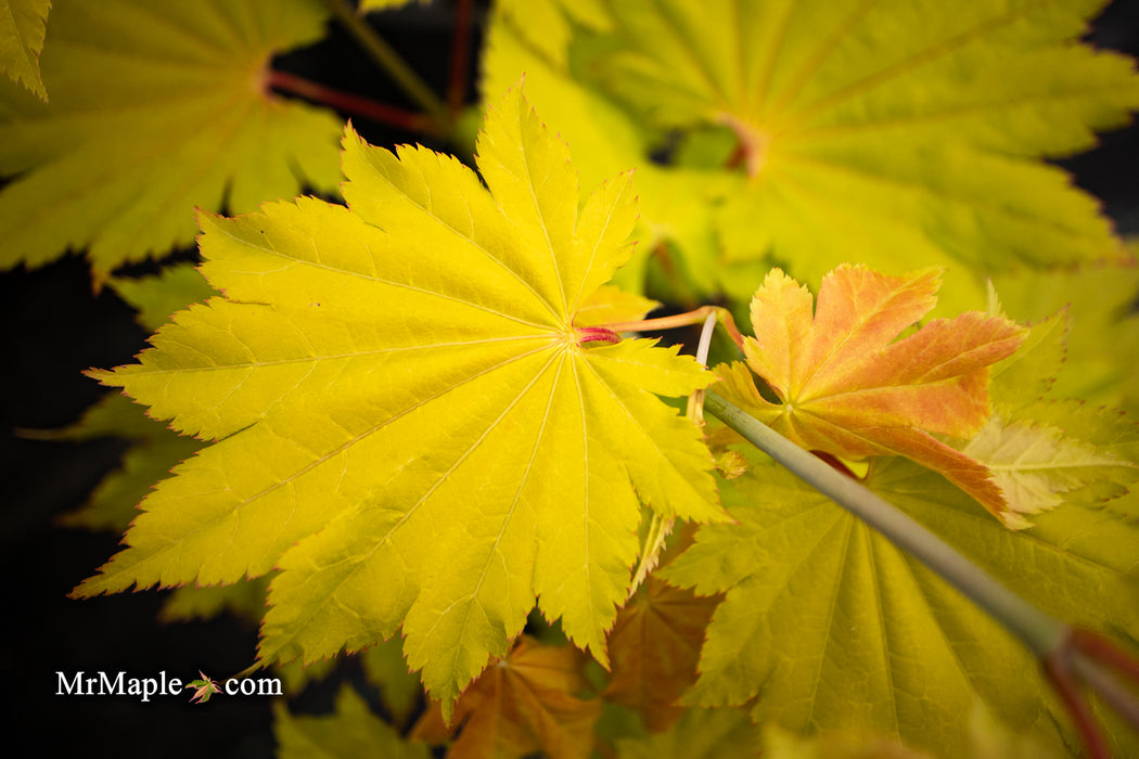 Acer shirasawanum 'Yellow Canary' Golden Full Moon Japanese Maple