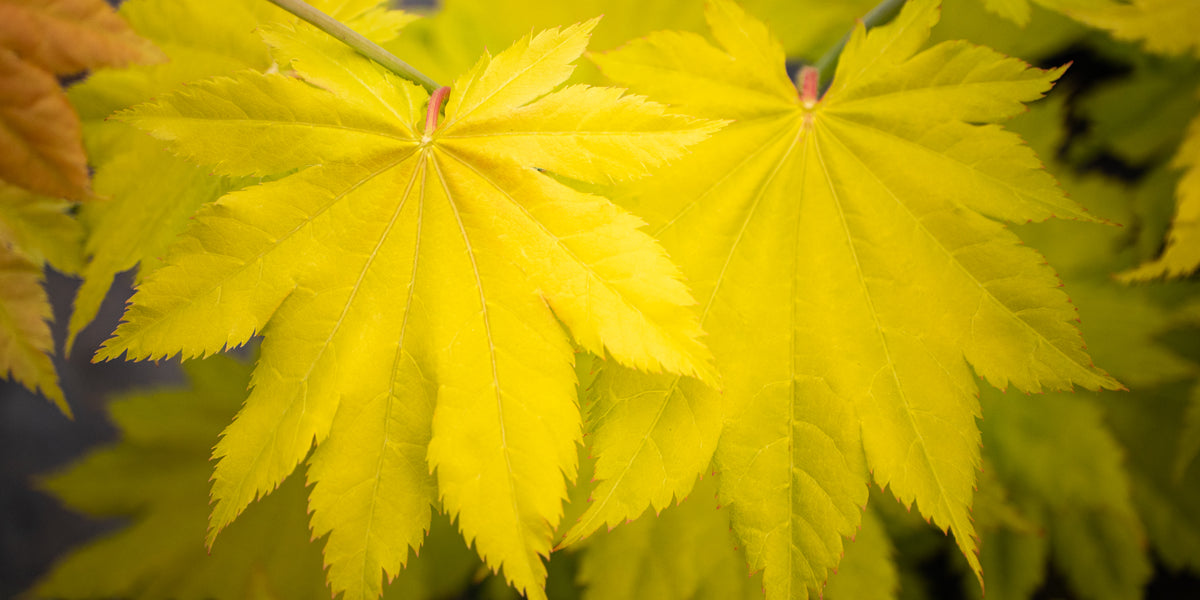ツリーオルゴナイト Buy Acer shirasawanum 'Yellow Canary' Golden Full Moon Japanese