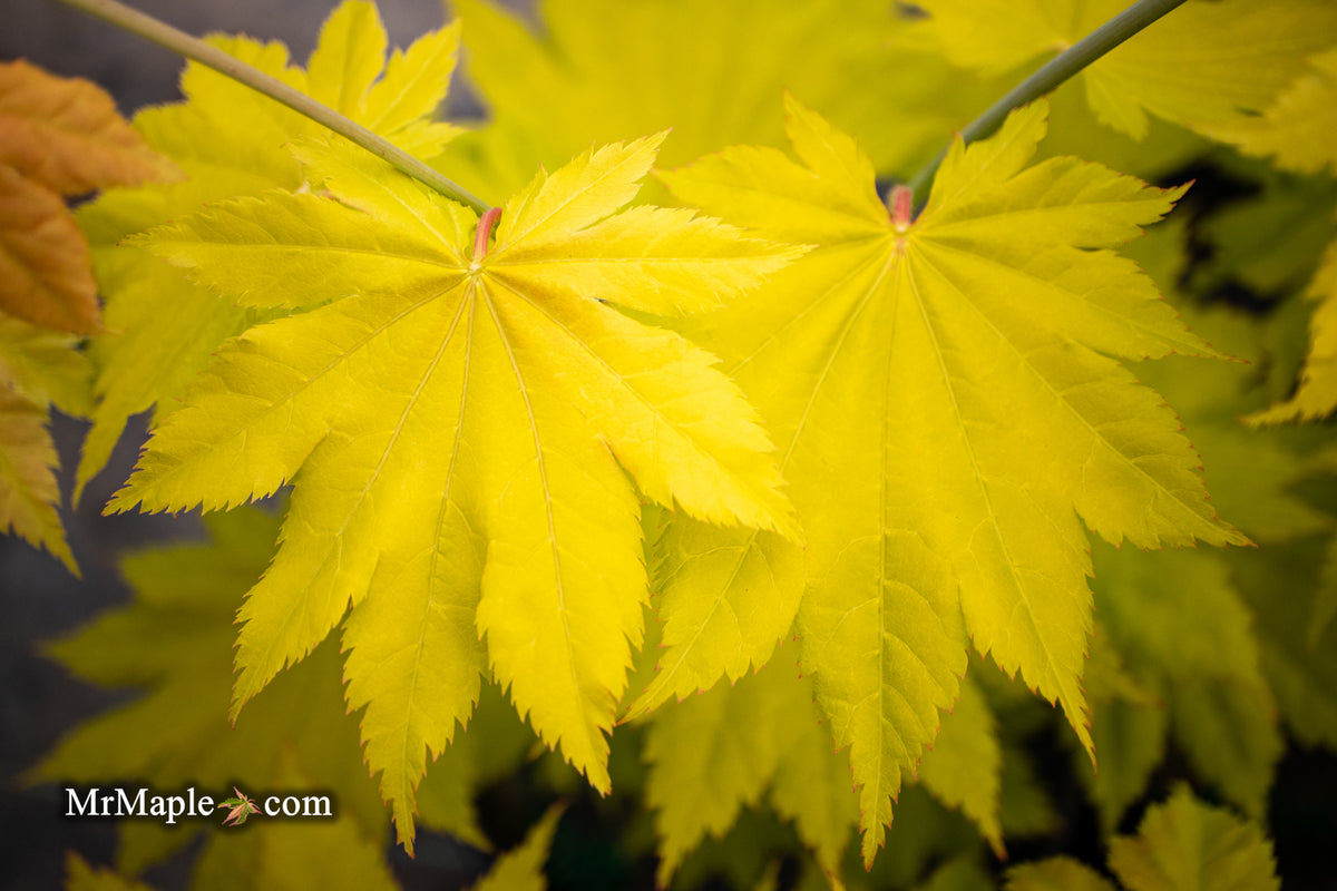 Buy Acer shirasawanum 'Yellow Canary' Golden Full Moon Japanese Maple