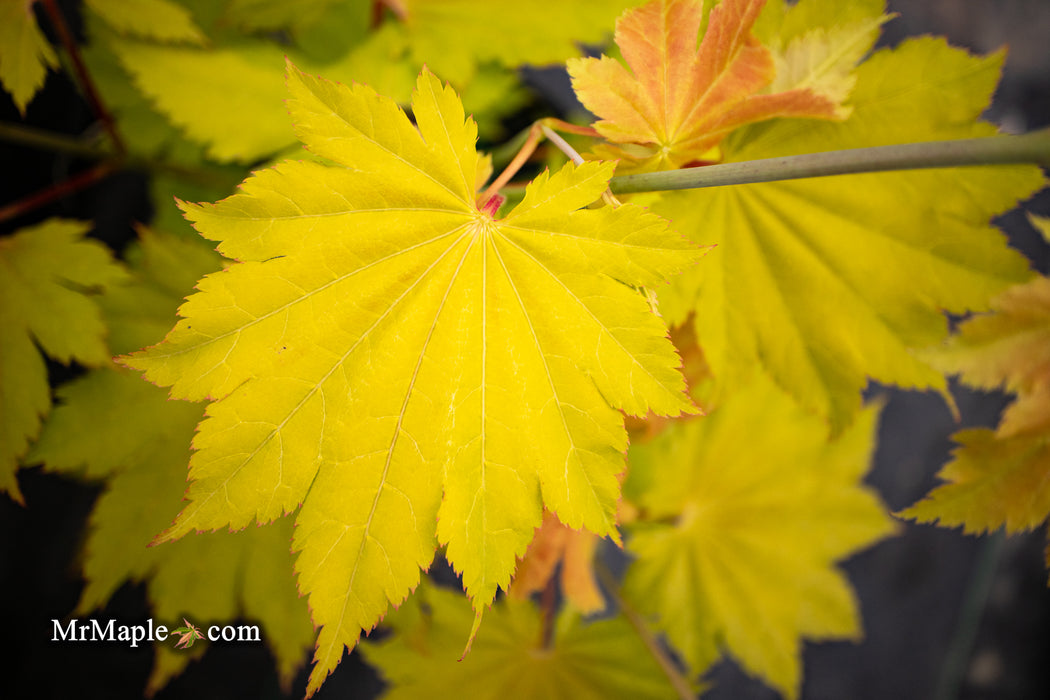 Acer shirasawanum 'Yellow Canary' Golden Full Moon Japanese Maple