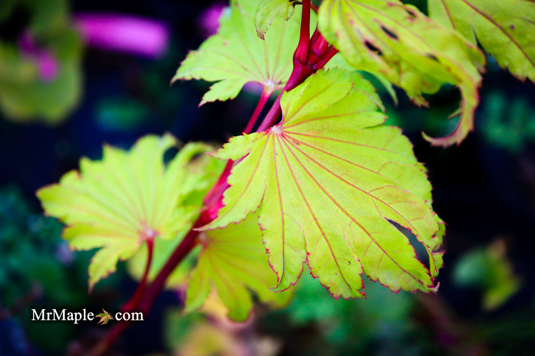 Acer shirasawanum 'Yellow Canary' Golden Full Moon Japanese Maple