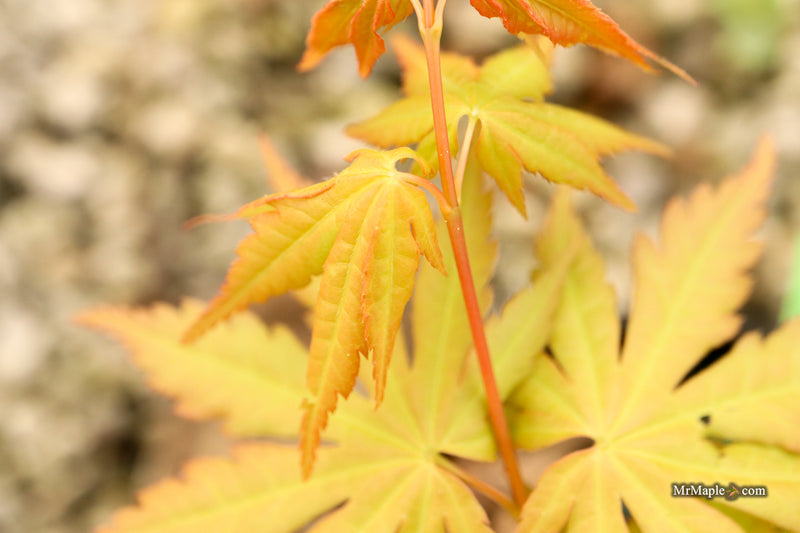 Acer palmatum 'Yellow Submarine' Japanese Maple