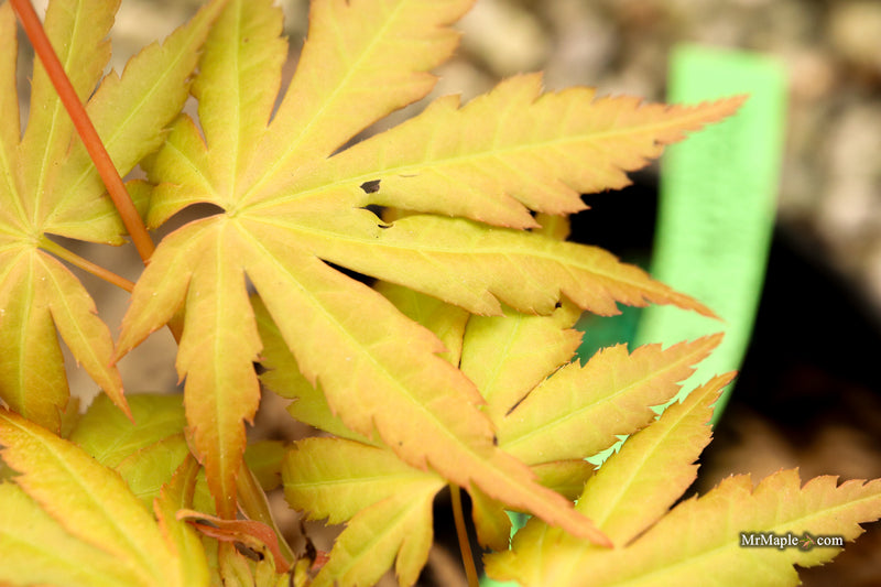 Acer palmatum 'Yellow Submarine' Japanese Maple