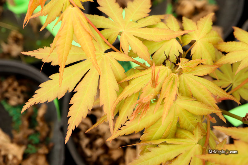 Acer palmatum 'Yellow Submarine' Japanese Maple