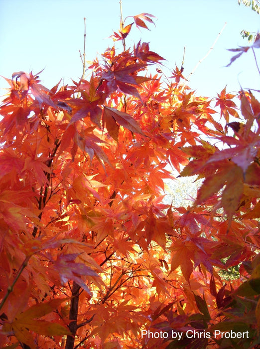 Acer palmatum 'Yugure' Pink Japanese Maple