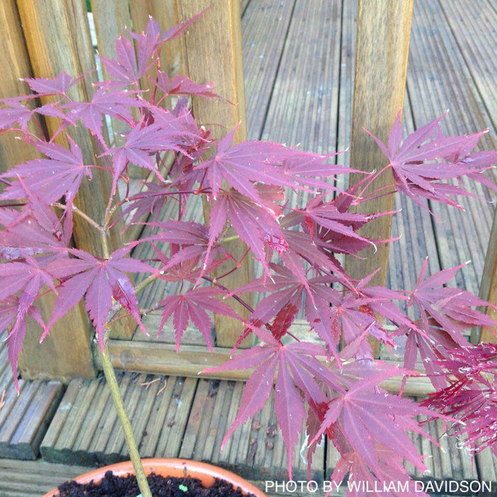 Acer palmatum 'Yugure' Pink Japanese Maple