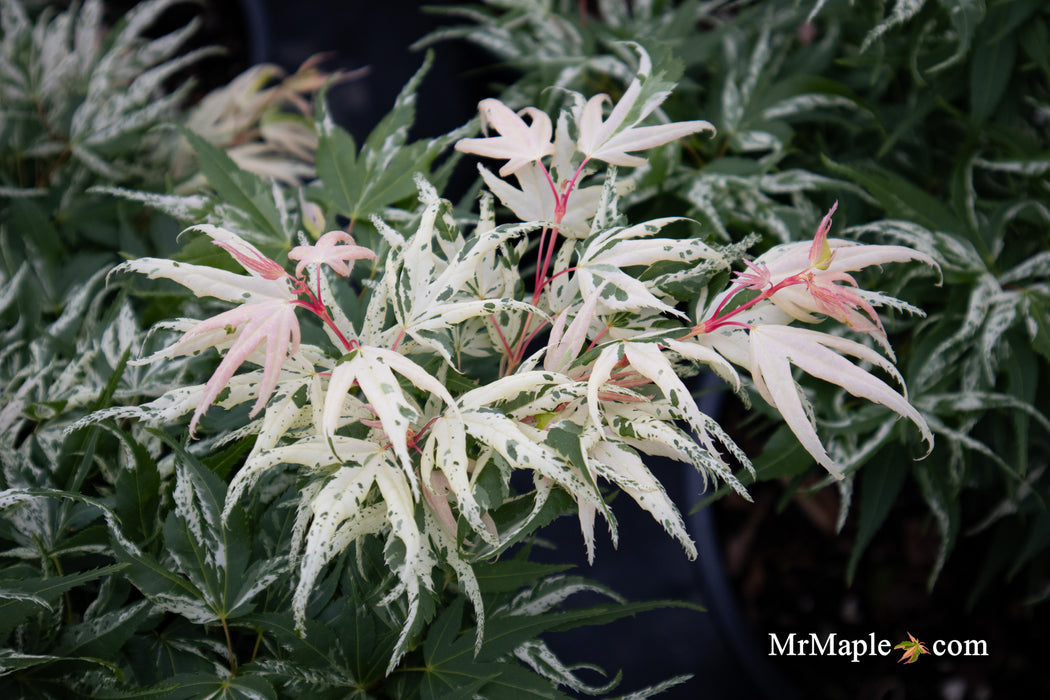 '- Acer palmatum 'Snow Kitten' Japanese Maple - Mr Maple │ Buy Japanese Maple Trees