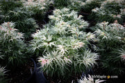 - Acer palmatum 'Snow Kitten' Japanese Maple - Mr Maple │ Buy Japanese Maple Trees