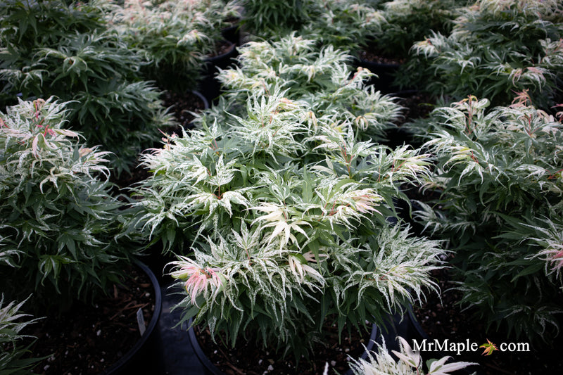- Acer palmatum 'Snow Kitten' Japanese Maple - Mr Maple │ Buy Japanese Maple Trees