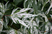 - Acer palmatum 'Snow Kitten' Japanese Maple - Mr Maple │ Buy Japanese Maple Trees