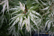 - Acer palmatum 'Snow Kitten' Japanese Maple - Mr Maple │ Buy Japanese Maple Trees