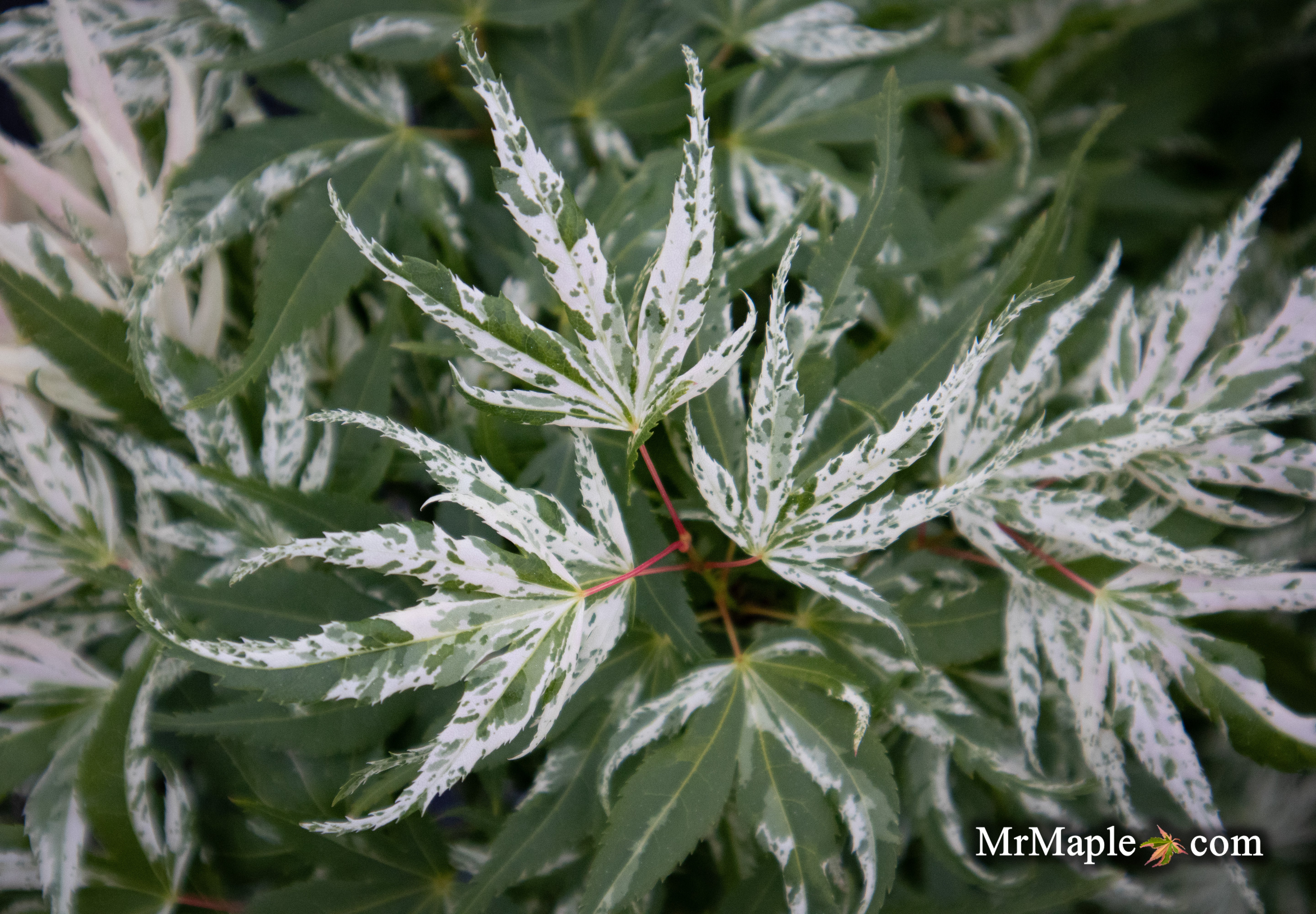 - Acer palmatum 'Snow Kitten' Japanese Maple - Mr Maple │ Buy Japanese Maple Trees
