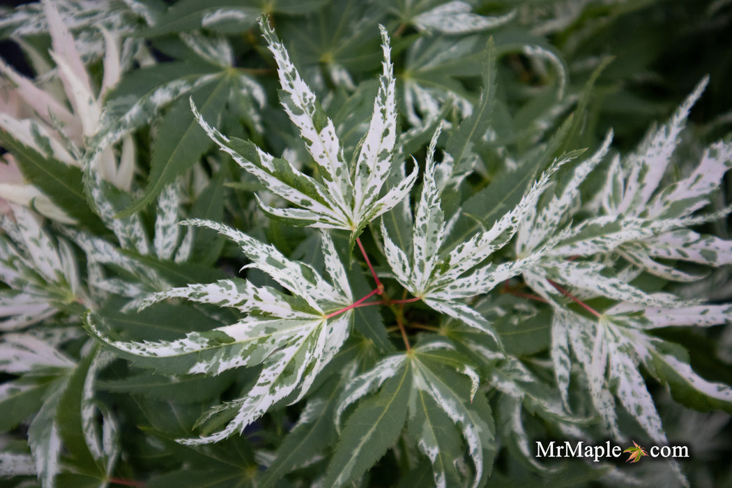 Acer palmatum 'Snow Kitten' Japanese Maple