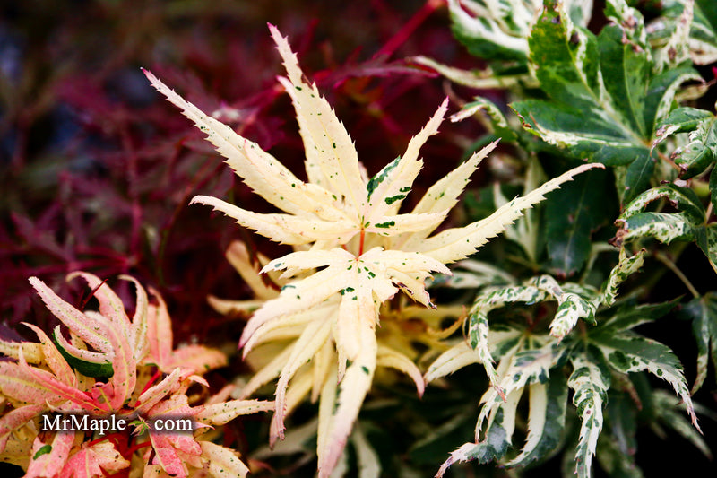 - Acer palmatum 'Snow Kitten' Japanese Maple - Mr Maple │ Buy Japanese Maple Trees