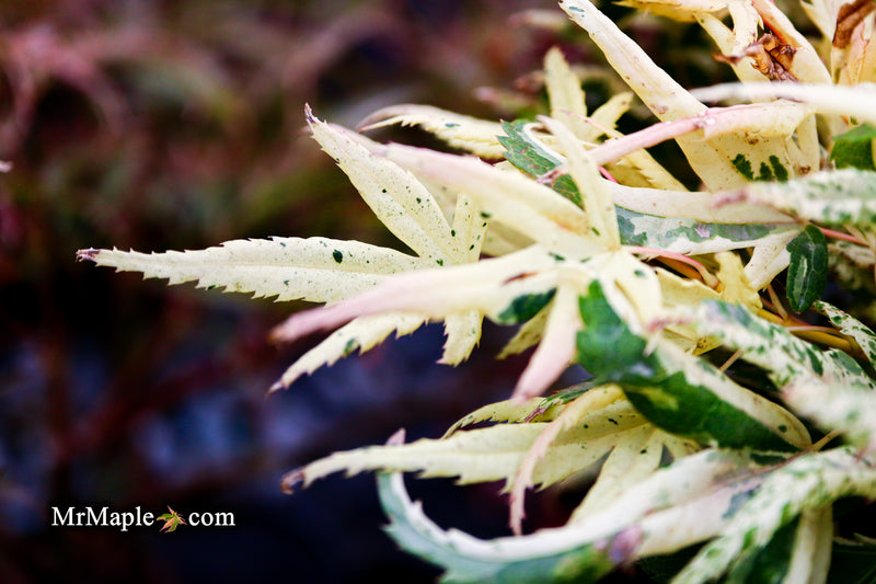 - Acer palmatum 'Snow Kitten' Japanese Maple - Mr Maple │ Buy Japanese Maple Trees