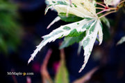 - Acer palmatum 'Snow Kitten' Japanese Maple - Mr Maple │ Buy Japanese Maple Trees