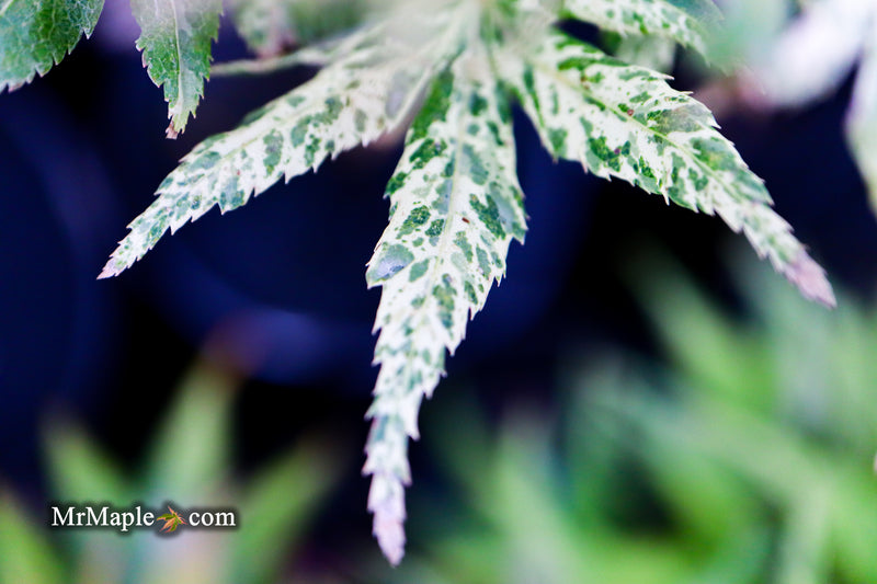 - Acer palmatum 'Snow Kitten' Japanese Maple - Mr Maple │ Buy Japanese Maple Trees