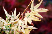 - Acer palmatum 'Snow Kitten' Japanese Maple - Mr Maple │ Buy Japanese Maple Trees