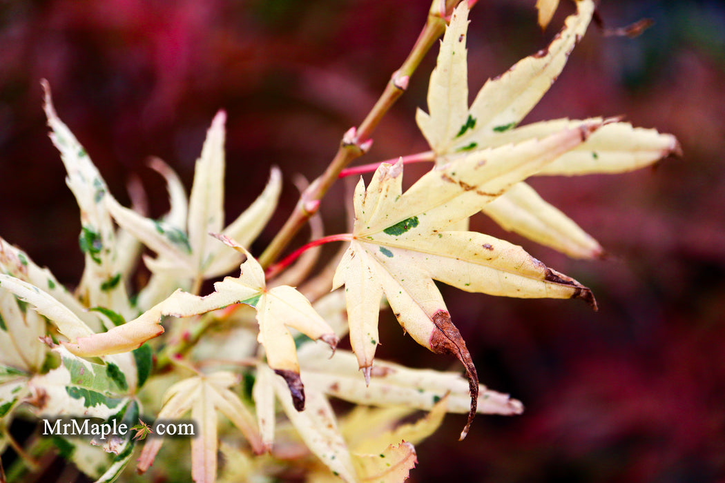 Acer palmatum 'Snow Kitten' Japanese Maple