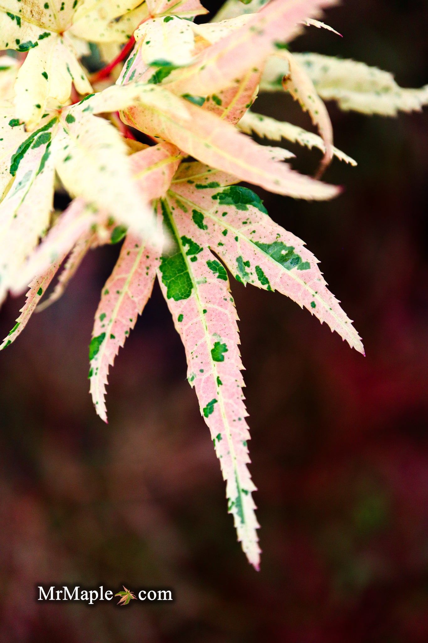 Buy Acer palmatum 'Snow Kitten' Variegated Mikawa Japanese Maple