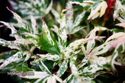 - Acer palmatum 'Snow Kitten' Japanese Maple - Mr Maple │ Buy Japanese Maple Trees
