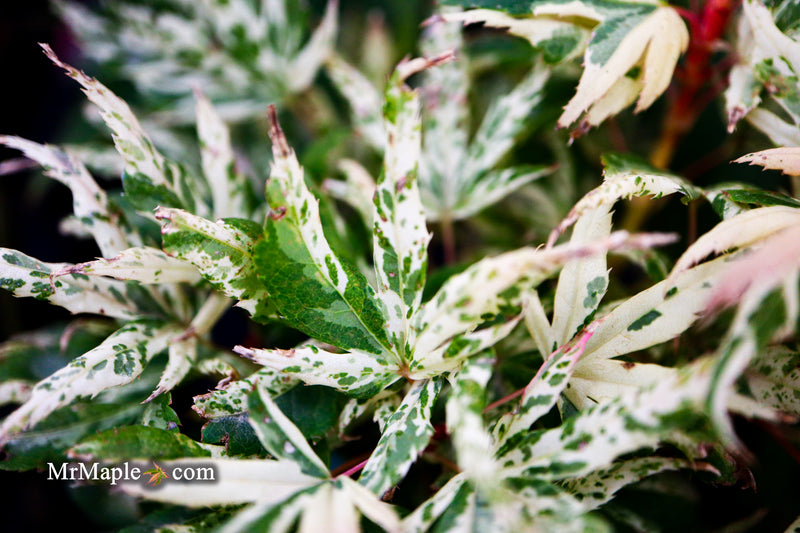 - Acer palmatum 'Snow Kitten' Japanese Maple - Mr Maple │ Buy Japanese Maple Trees