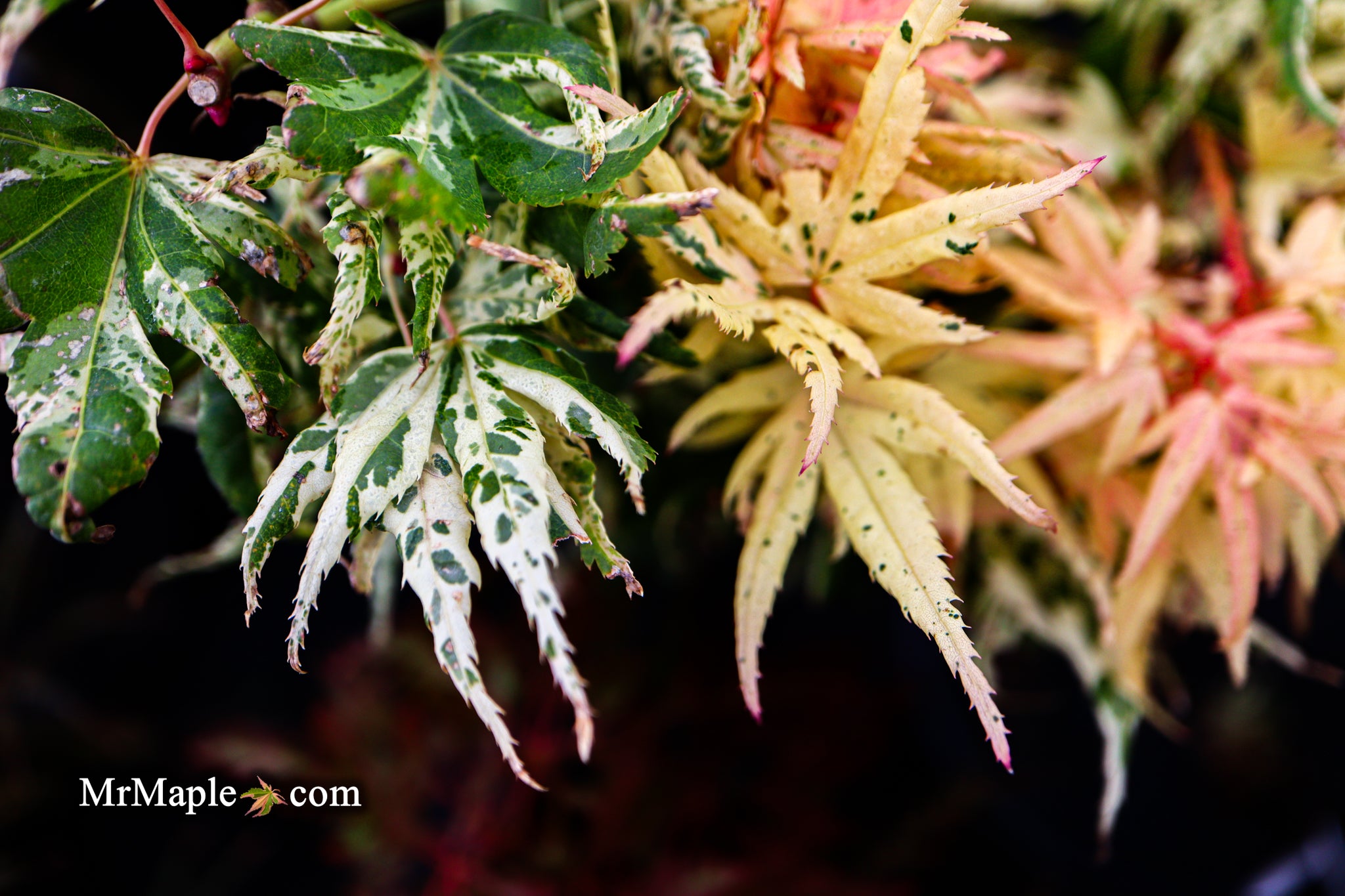Buy Acer palmatum 'Snow Kitten' Variegated Mikawa Japanese Maple