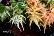- Acer palmatum 'Snow Kitten' Japanese Maple - Mr Maple │ Buy Japanese Maple Trees