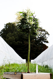 - Acer palmatum 'Snow Kitten' Japanese Maple - Mr Maple │ Buy Japanese Maple Trees