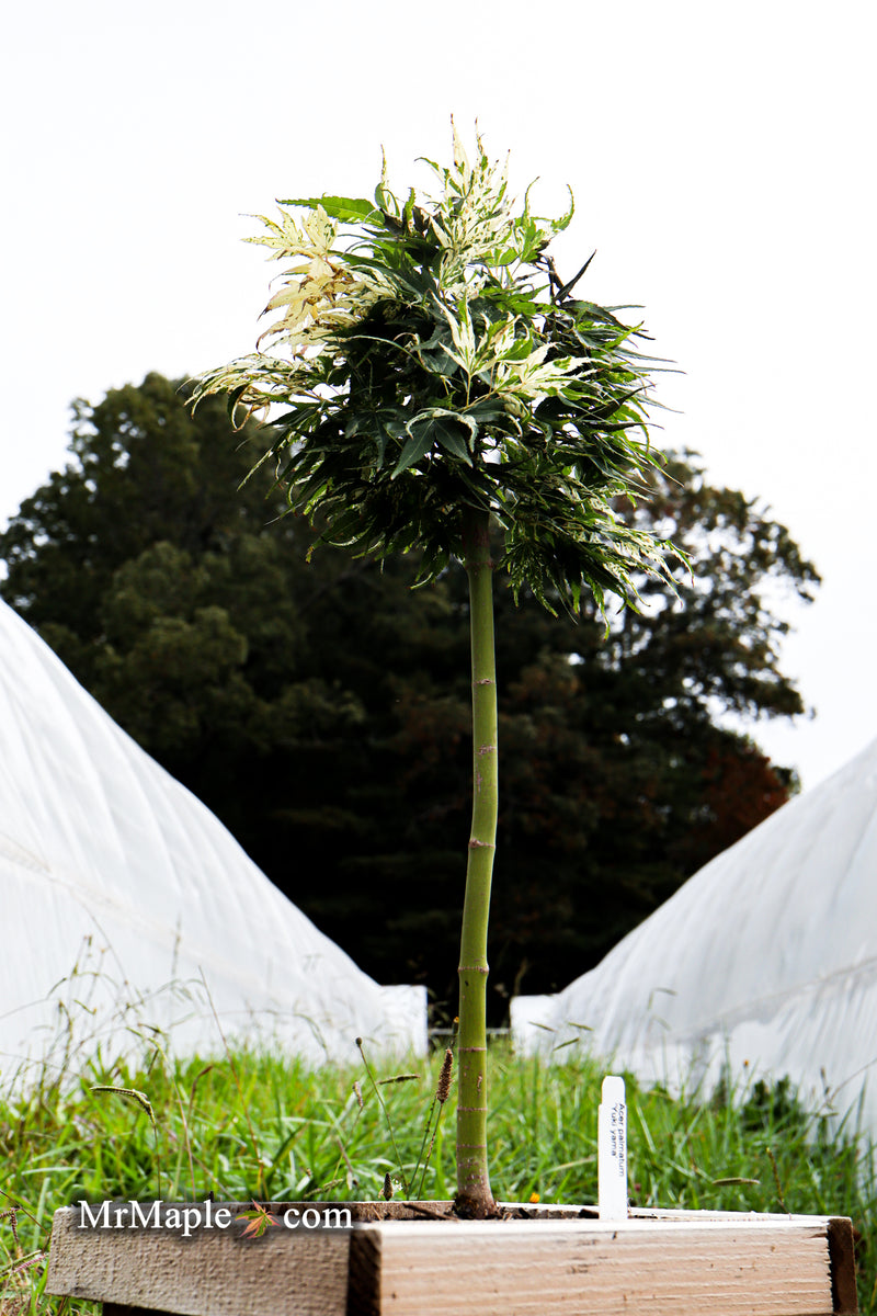 - Acer palmatum 'Snow Kitten' Japanese Maple - Mr Maple │ Buy Japanese Maple Trees