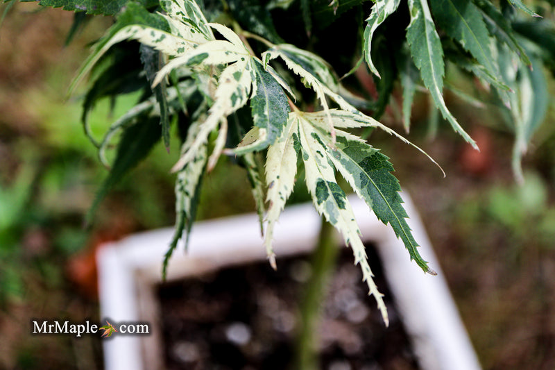 - Acer palmatum 'Snow Kitten' Japanese Maple - Mr Maple │ Buy Japanese Maple Trees