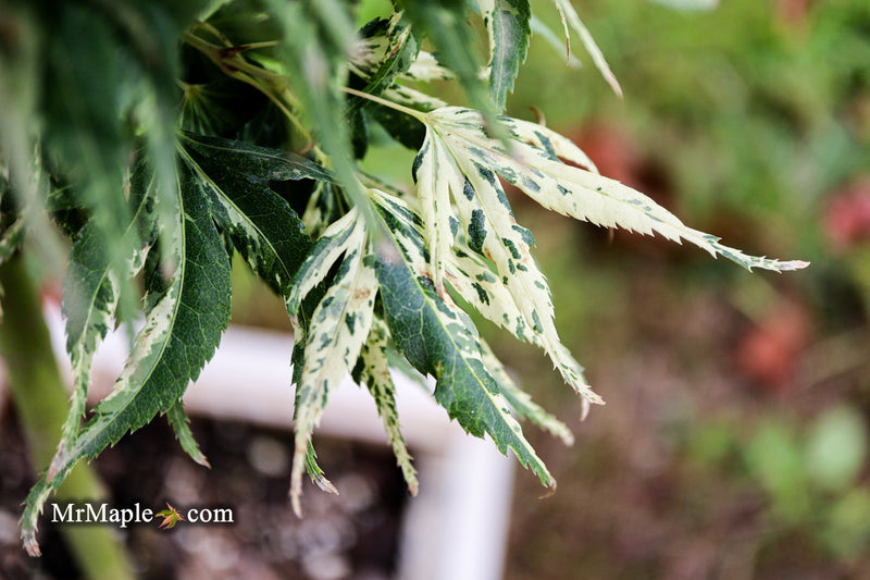 - Acer palmatum 'Snow Kitten' Japanese Maple - Mr Maple │ Buy Japanese Maple Trees