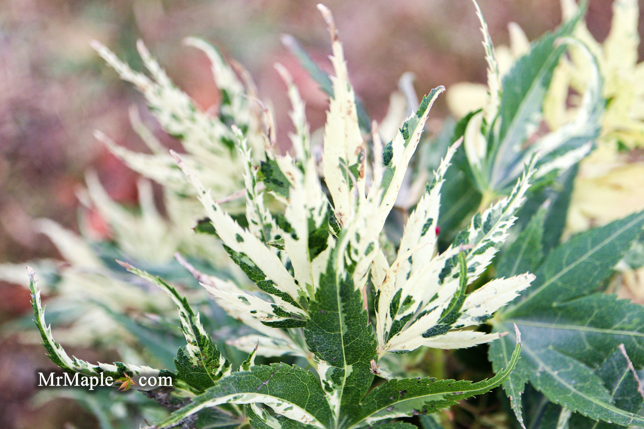 Buy Acer palmatum 'Snow Kitten' Variegated Mikawa Japanese Maple