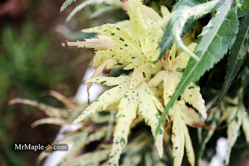 - Acer palmatum 'Snow Kitten' Japanese Maple - Mr Maple │ Buy Japanese Maple Trees