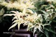 - Acer palmatum 'Snow Kitten' Japanese Maple - Mr Maple │ Buy Japanese Maple Trees