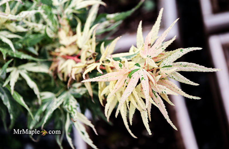 - Acer palmatum 'Snow Kitten' Japanese Maple - Mr Maple │ Buy Japanese Maple Trees