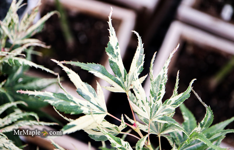 - Acer palmatum 'Snow Kitten' Japanese Maple - Mr Maple │ Buy Japanese Maple Trees