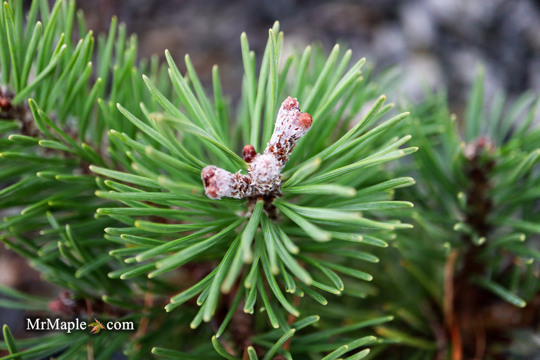 Pinus uncinata 'Zelenac' Swiss Mountain Pine